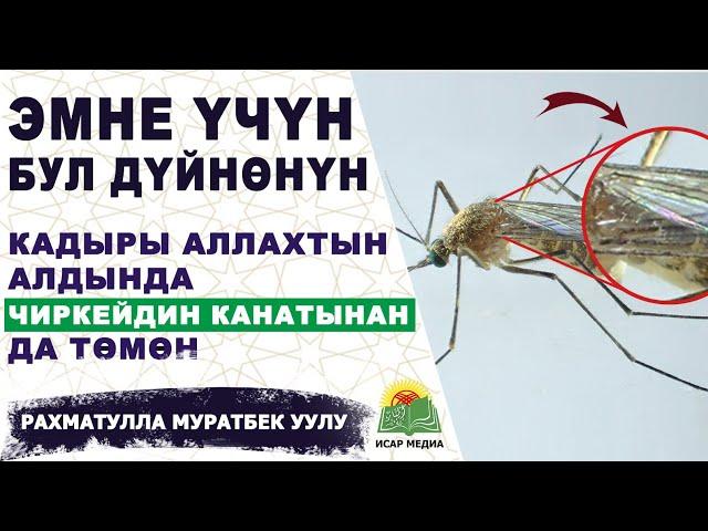 БУЛ ДҮЙНӨНҮН КАДЫРЫ БОЮНЧА ПАЙГАМБАРЫБЫЗ ЭМНЕ ДЕП АЙТКАН? - Рахматулла Муратбек уулу | Исар Медиа