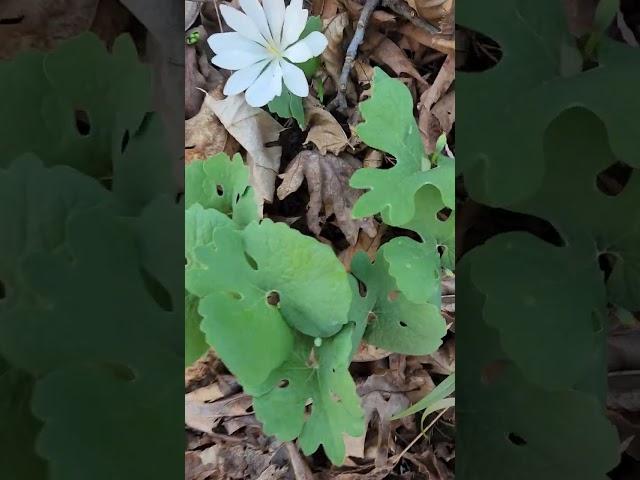 Some nice bloodroots, Sanguinaria canadensis.