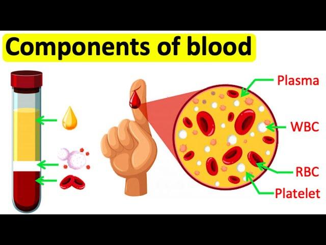 Components of blood | RBC, WBC, Plasma & Platelets | Easy science lesson