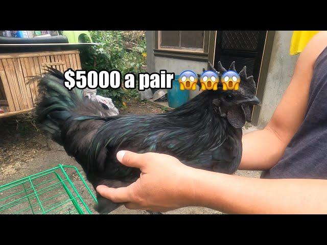 Bakit Pinakamahal na Manok ang Ayam Cemani?