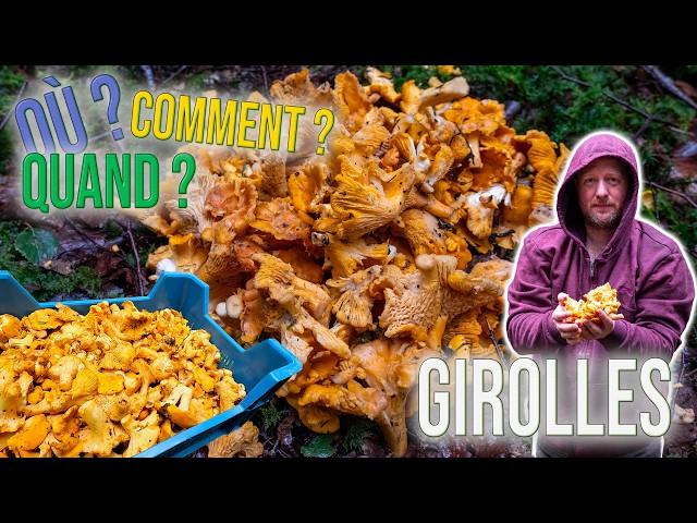 Comment, quand et où trouver des girolles ? 10 astuces !