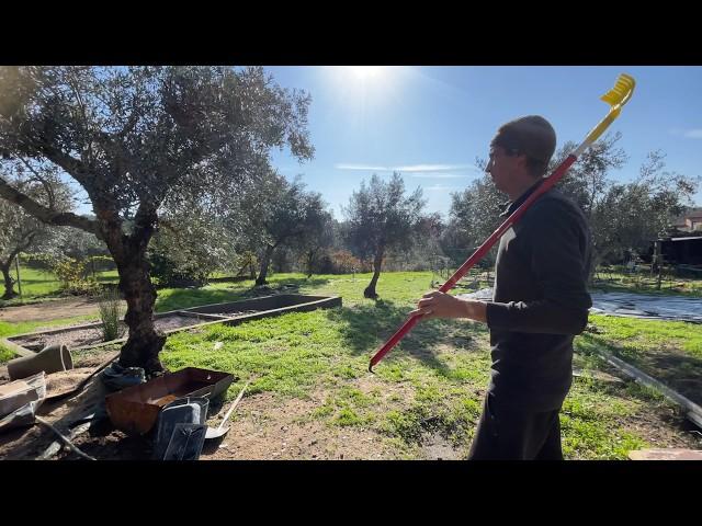 Can I HARVEST 25.000 OLIVES in 1 DAY?