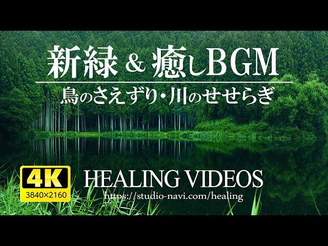 [4K] Healing BGM and refreshing fresh green (bird chirping, river babbling)