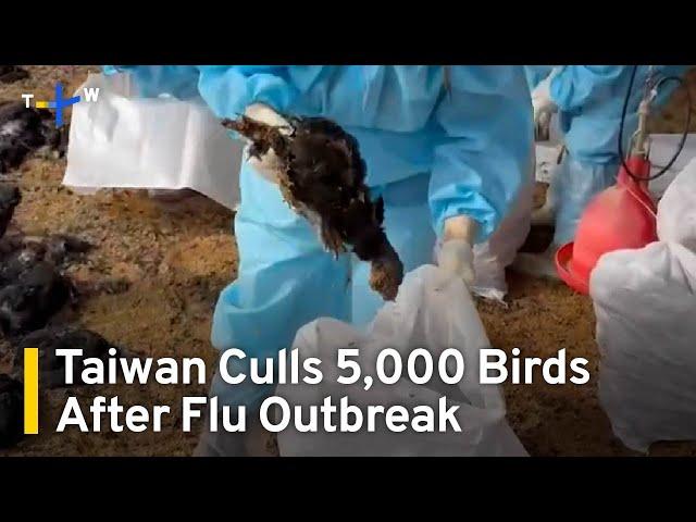 Thousands of Birds Culled After H5N1 Outbreak in Taiwan｜TaiwanPlus News