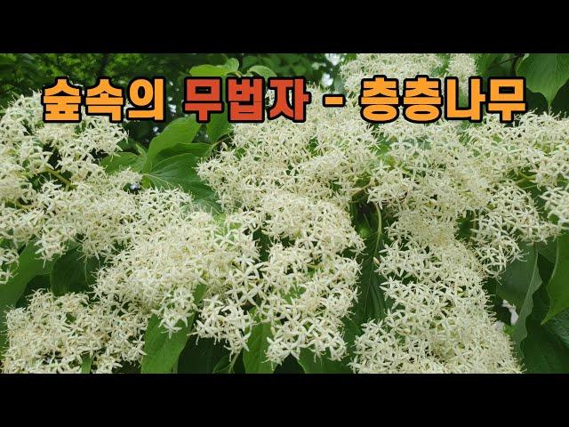 숲속의 무법자 - 층층나무