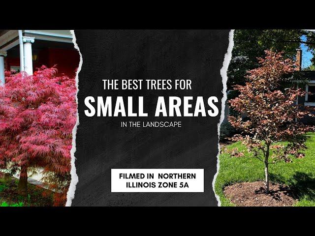 The Best Trees for Small Areas in YOUR Yard!