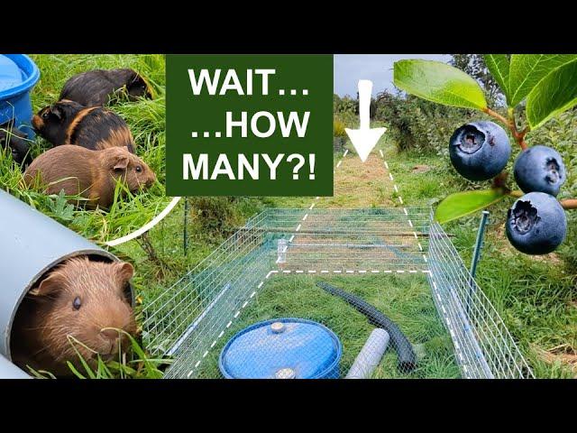 Why We’re Raising 100+ Guinea Pigs to Mow Our Blueberry Orchard! 