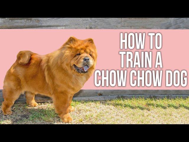 How to Train a Chow Chow Dog