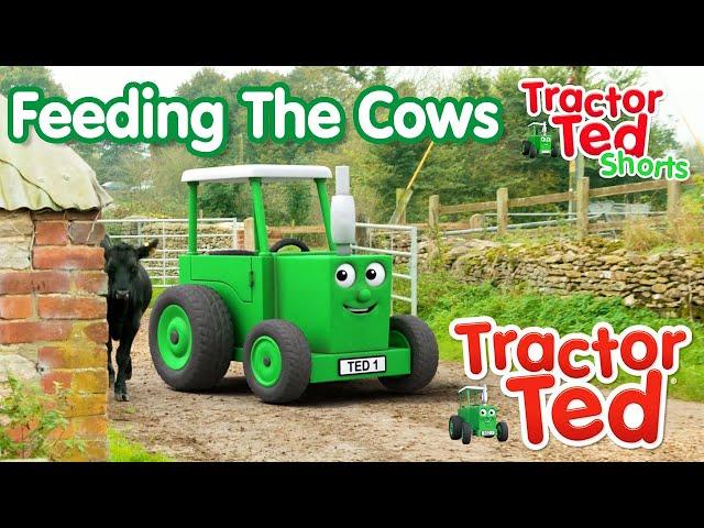 Lets Look At Feeding The Cows  | Tractor Ted Shorts | Tractor Ted Official Channel