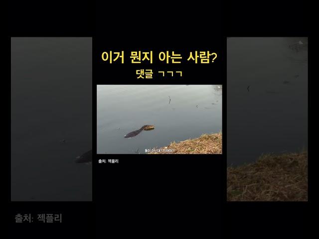 태국에서 발견된 생명체.. 도마뱀?인가..?