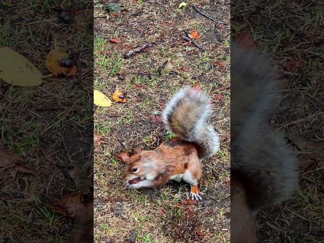 Watch This Adorable Squirrel Scavenge for Food in NYC! #shorts