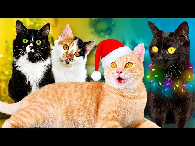 New Year with newborn kittens and our pets / SANI vlog