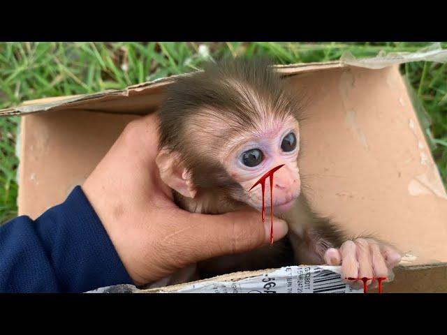 MonKey | Baby monkey orphaned mother abandoned