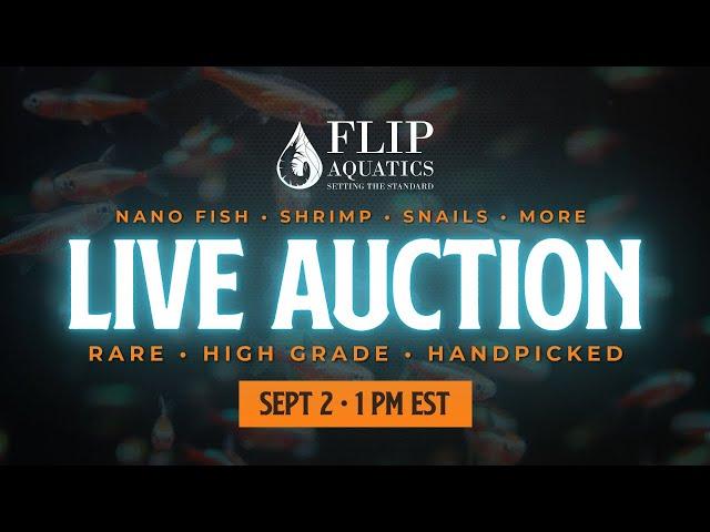 Flip Aquatics Live Auction - Freshwater Nano Fish, Shrimp, Snails & More!