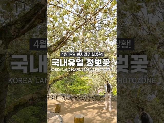 4월에 반드시 가야할 봄 여행지