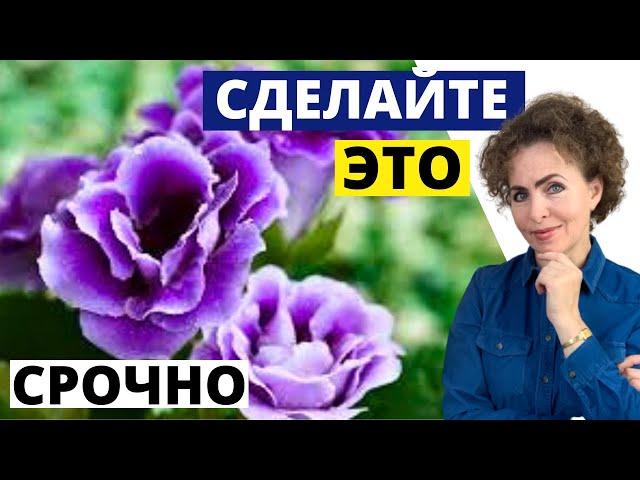 ГЛОКСИНИЯ: это нужно срочно сделать