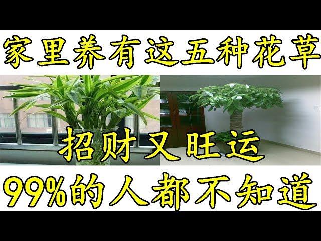 家里养有这五种花草，招财又旺运，99%的人都不知道！