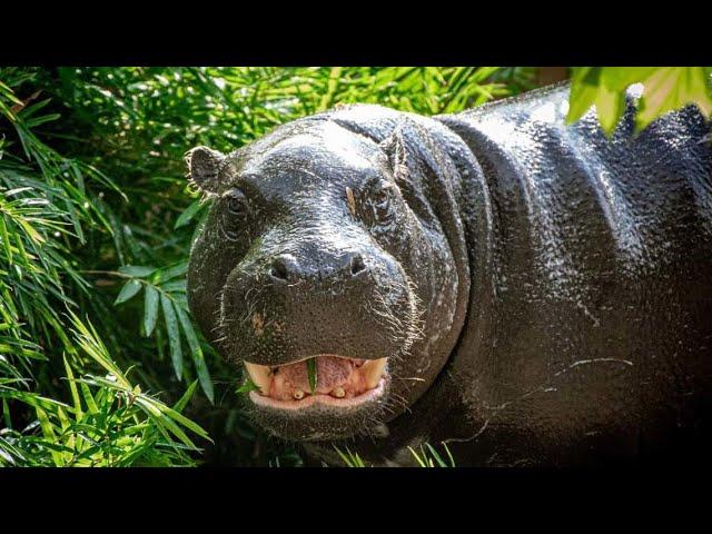 Move over Moo Deng! Meet the Houston Zoo's new pygmy hippo