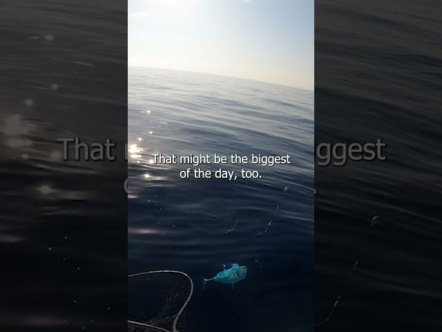 His BIGGEST EVER!! on Cut Bait Fishing the Reef #fishing #reef #giant #fishingvideo #fishinglife