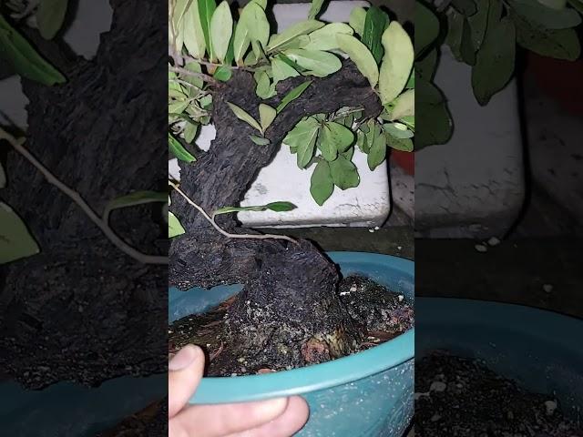 Cẩm thị mini cây bài, trực lắc