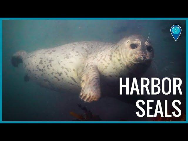 Curious Harbor Seals of Monterey Bay National Marine Sanctuary