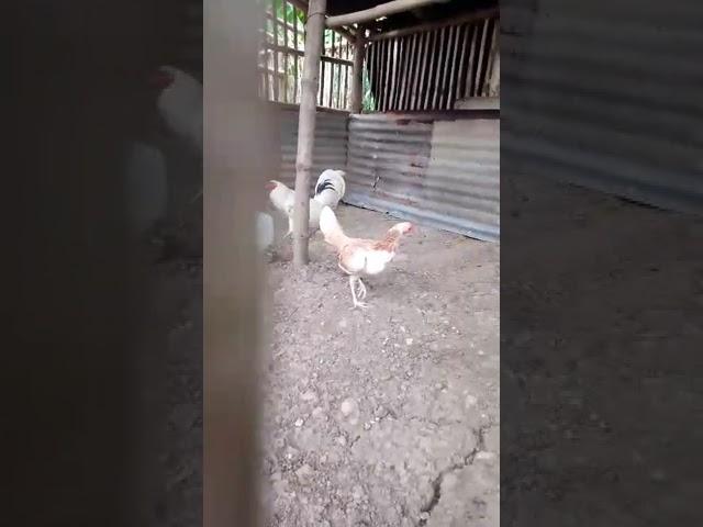 White Claret Broodcock and White Kelso Hen