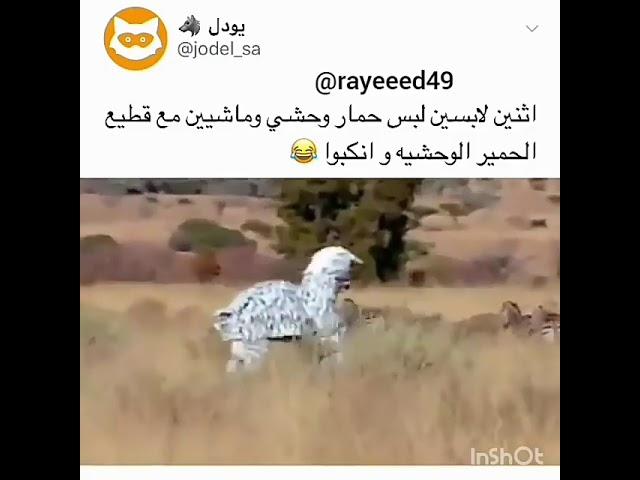 الحمار حمار