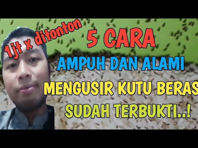 cara mengusir kutu beras dengan cepat dan alami, sangat ampuh dan terbukti #viral #video #beras