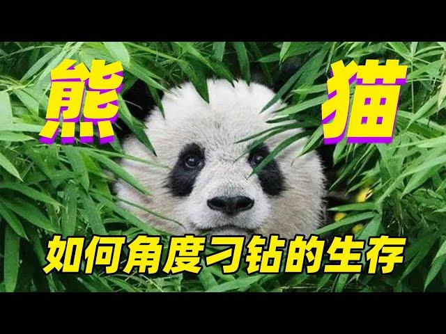 【大熊猫】吃肉的身子怎么就开始吃竹子了呢?顶流的生存哲学|Giant Panda—A strange strategy of survive