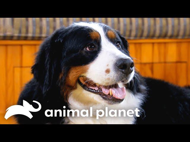 Bernese Mountain Dog Introduces Adorable Puppies to Their Farm | Too Cute! | Animal Planet