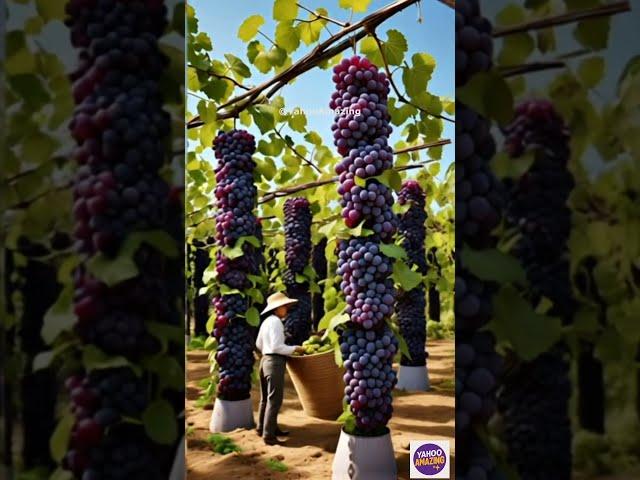 Black Grapes Growing in Towers? Futuristic Farming Unlocked! #shorts #viralshort