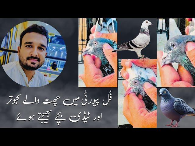 Sending Pigeons To Attock | Rana Ahmad Dastgeer