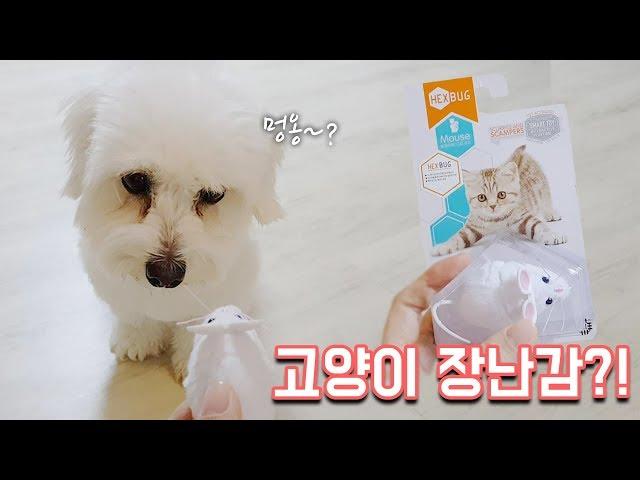 Dog Bori's reaction to cat's toy -Dalchi