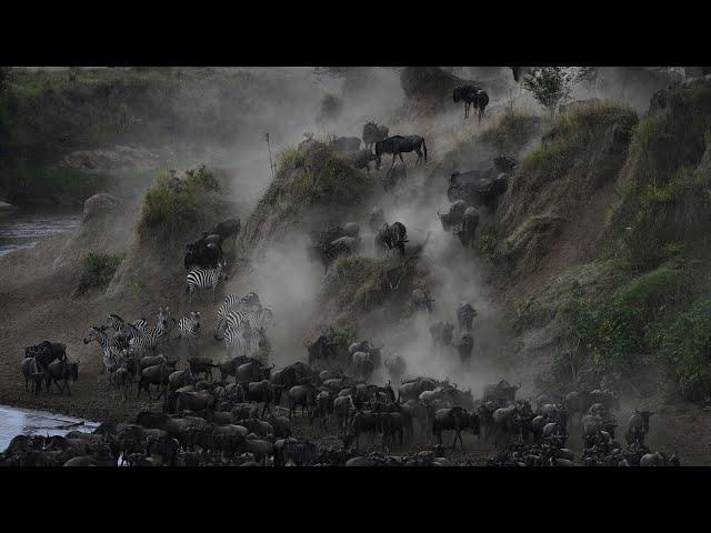 非洲肯亞動物大遷徙The Great Migration馬拉河Mara River牛羚斑馬 渡河篇  Nikon Z9 Z8