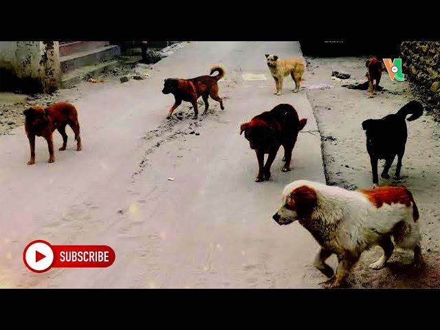 Stray Dog Menace in Gongma Minji, Public in Distress, Authorities Silent