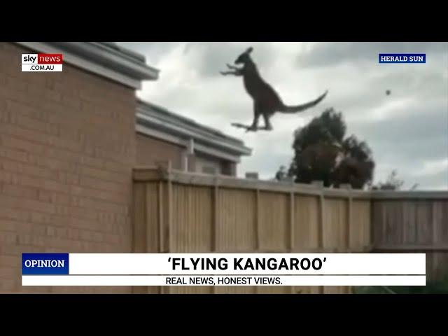 ‘Super Australian scene’: Paul Murray reacts to footage of flying kangaroo