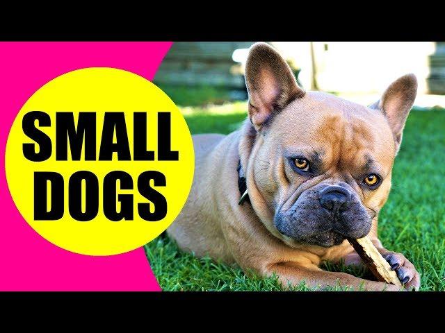 SMALL DOG BREEDS - List of Small Dog Breeds in the World