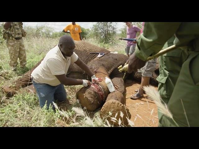 Treating a Snared Bull Elephant | Sheldrick Trust