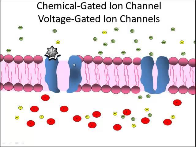 ion channel