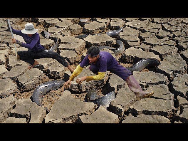 Unique Fishing under dry soil - best catching & catfish in secret dry soil at dry field