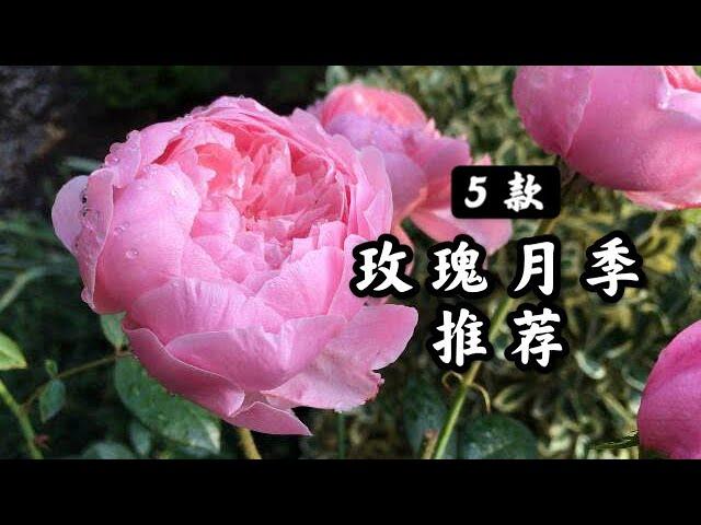 【花卉推荐2】我最喜欢的5种玫瑰月季 | 如何选择玫瑰？开春种什么花？| 花开爆、鲜花不断 | 花园规划计划 | 花园欣赏2021n