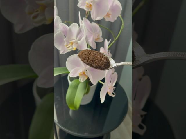 Give this to the orchid and let it bloom abundantly #hayatadairpüfnoktalar #orchids #flowers ,#diy