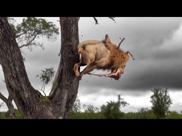 Thieving LION crash lands… head first! 