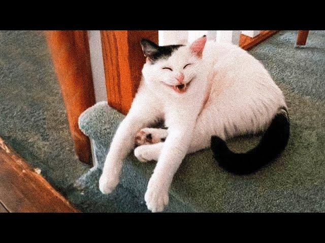 Best Animal Videos 2024  - Funniest Dogs  And Cats  Clips