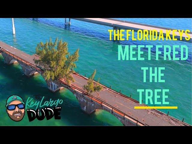 Meet Fred the Tree,  legend of The Florida Keys! 7 Mile Bridge!