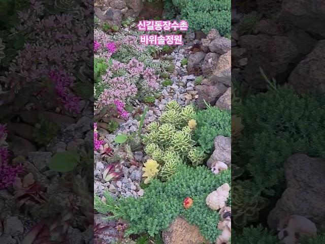 신길동장수촌 바위솔정원.  여기 능이백숙삼계탕으로 아주 유명합니다 #바위솔정원 #정원만들기 #신길동장수촌