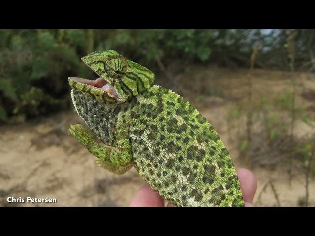 DoD PARC Species Profile Video Series: Episode 19: Mediterranean Chameleon