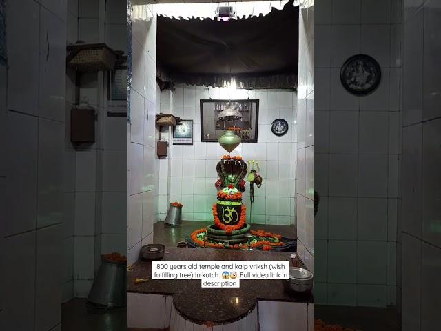 800 years old  #shivtemple   and #kalpvriksh  in #kutch | Places to see in Kutch | Shee the boho