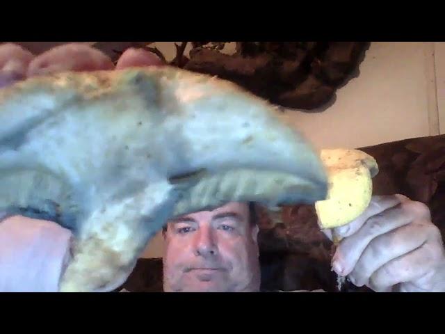 Chicken Fat Bolete Mushroom or Suillus Americanus