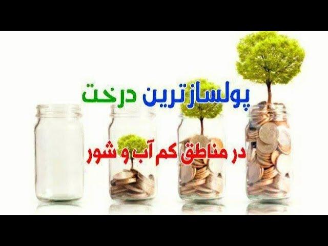 درآمد ۱۰ درخت سنجد اصلاح شده صادراتی برابراست با درآمد یک هکتار گندم آبی،چغندر،پیاز،هویج..!نهال سنجد